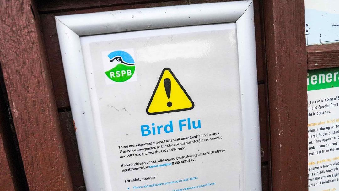 Report: US Government to Fund Moderna's Bird Flu Vaccine Trial