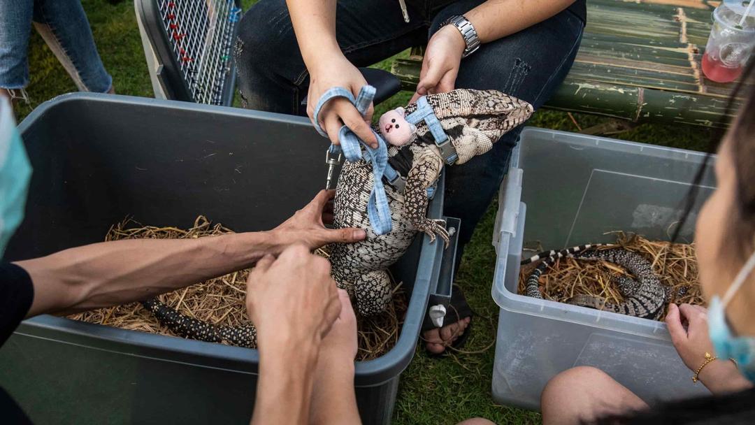 Thailand: Over 1K Animals Killed in Bangkok Market Fire