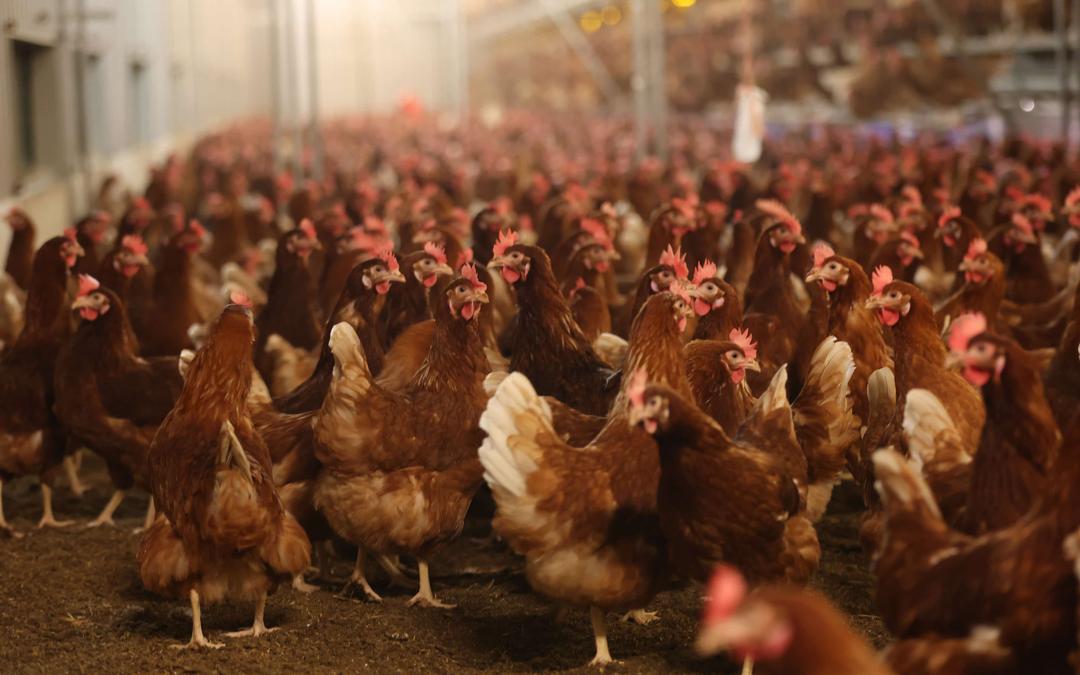 Bird Flu: Fourth Human Case Detected in the US