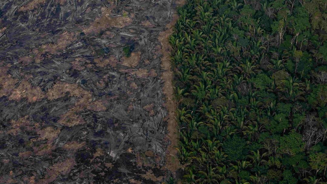 Fire Destroys 20% of Brasilia Forest