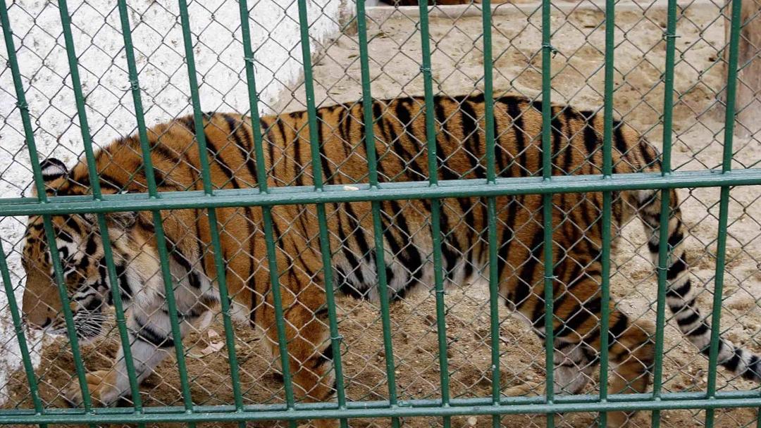 47 Tigers, 3 Lions Die of Bird Flu at Vietnamese Zoos