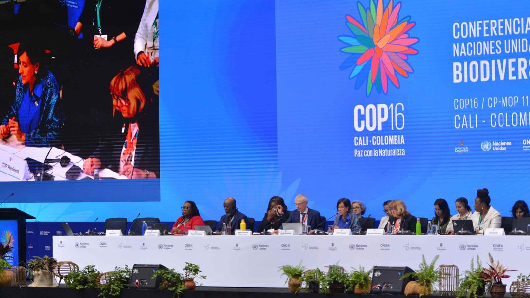 UN COP16 Biodiversity Summit Begins in Colombia