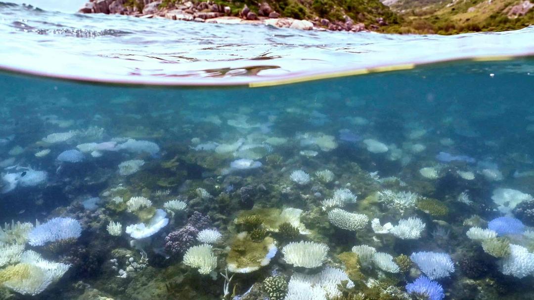 World's Largest Coral Found Near Solomon Islands