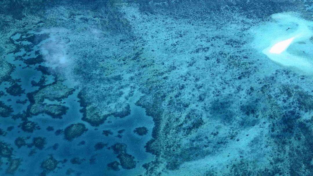 Heat, Storms Cause Record Coral Deaths in Great Barrier Reef